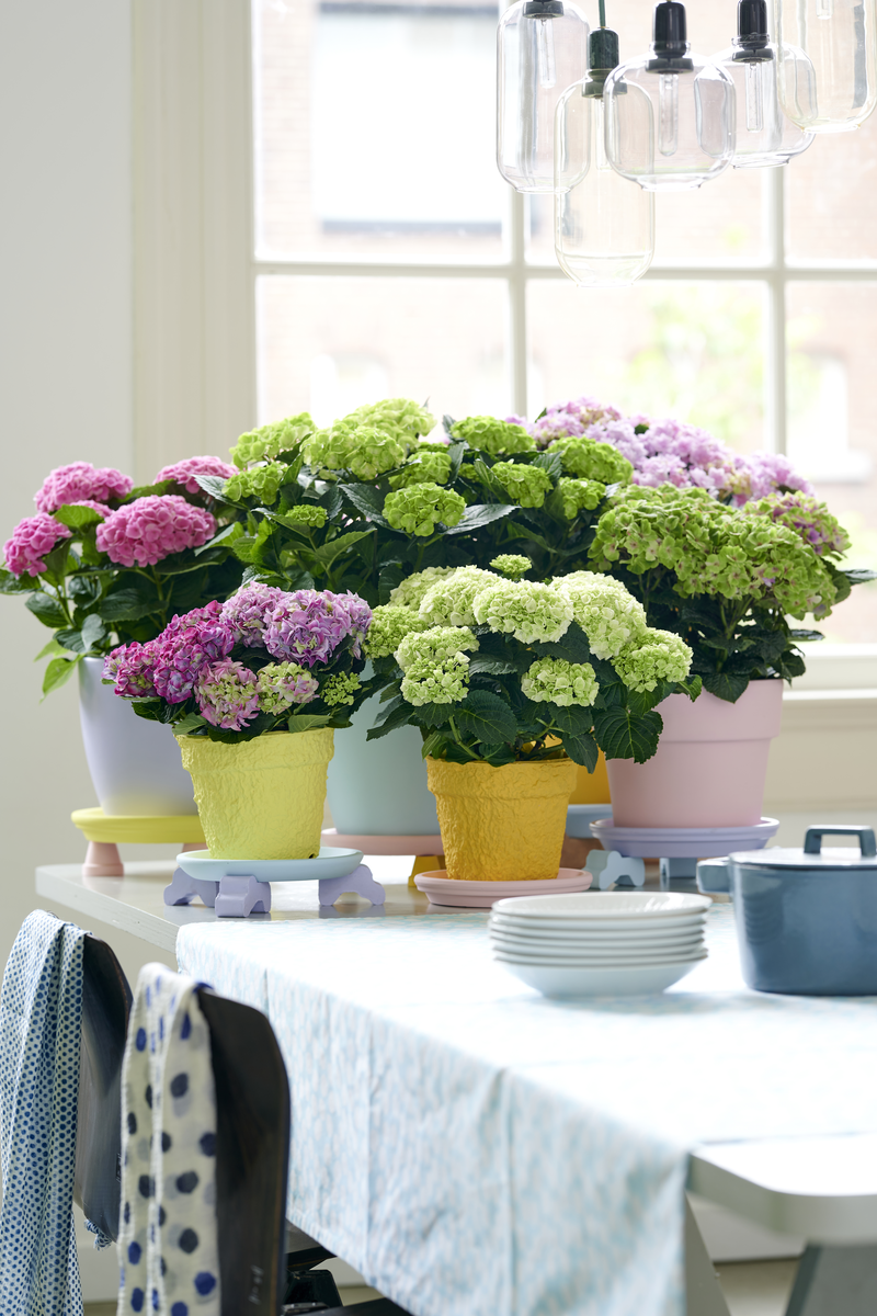 Hortensia Sureña