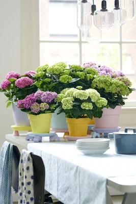 Hortensia Sureña - Imagen 1