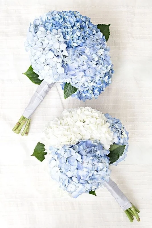 Hortensia Sureña