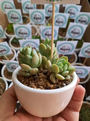 La Maceta cactus y suculentas — Imagen 1