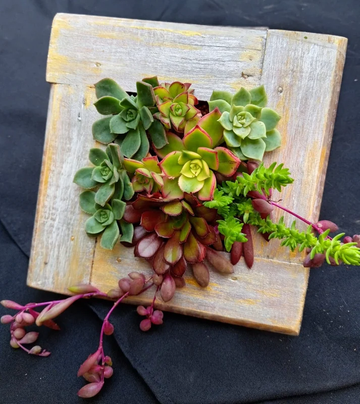 CUADROS VIVOS DECORATIVOS