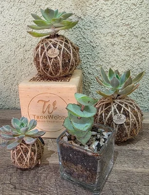 Tronwood — Souvenirs y Recuerdos en Curacaví — Imagen 1