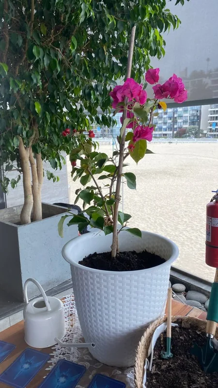 Ritual del Árbol