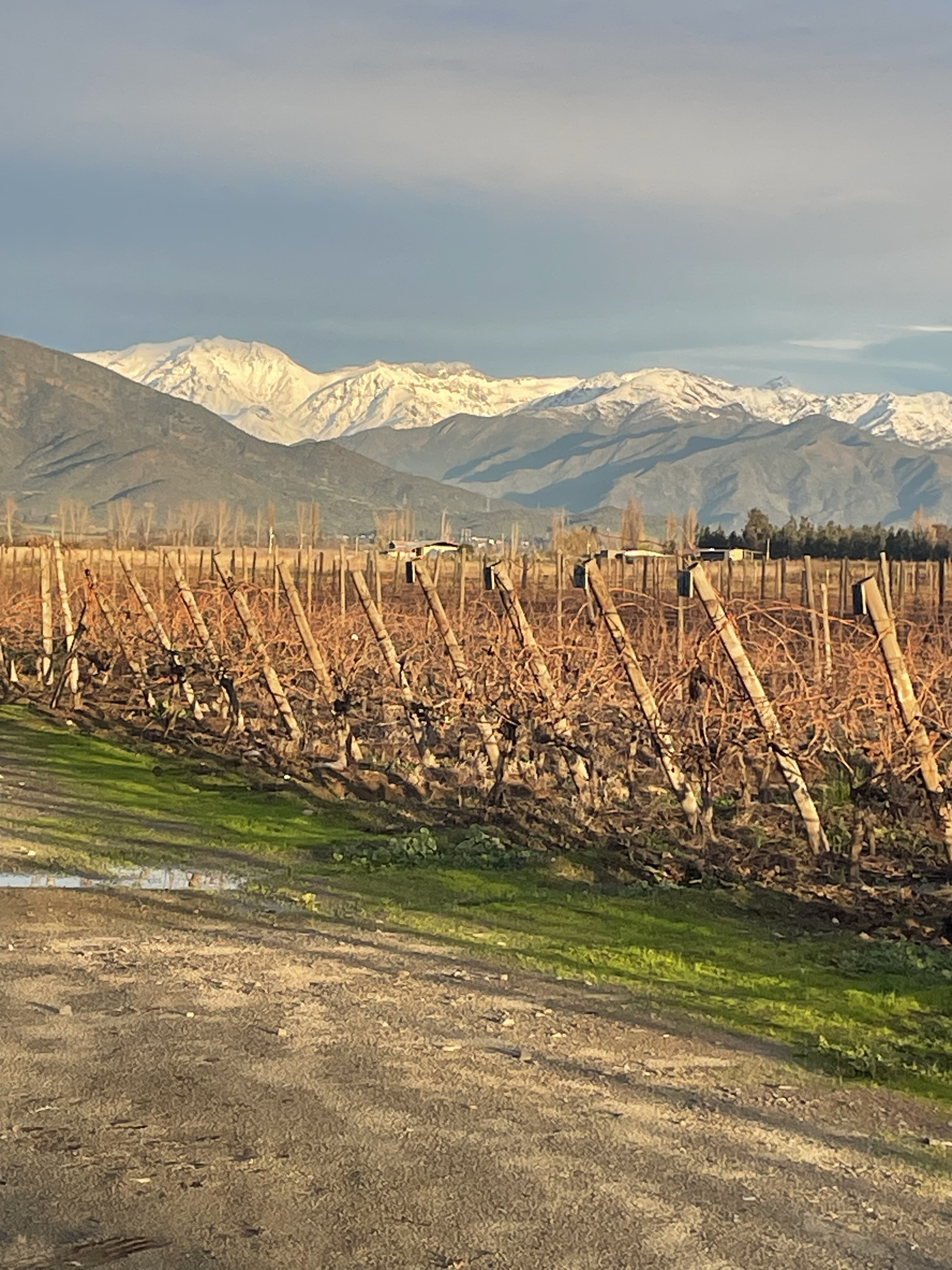 Vina Butron Budinich - Imagen 4