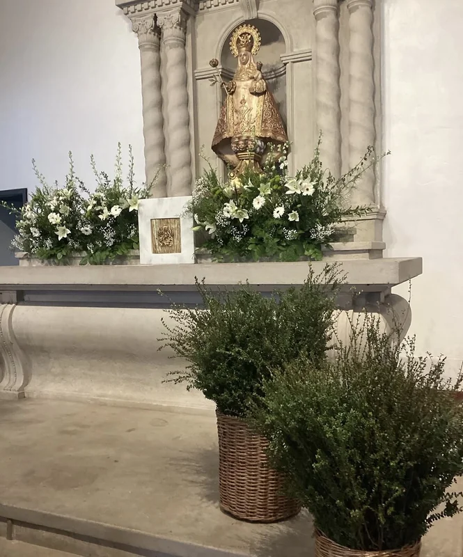 Divina Magnolia