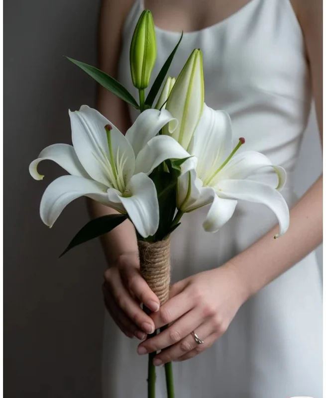 Divina Magnolia