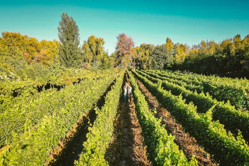 Hotel y Viñedo Cava Colchagua