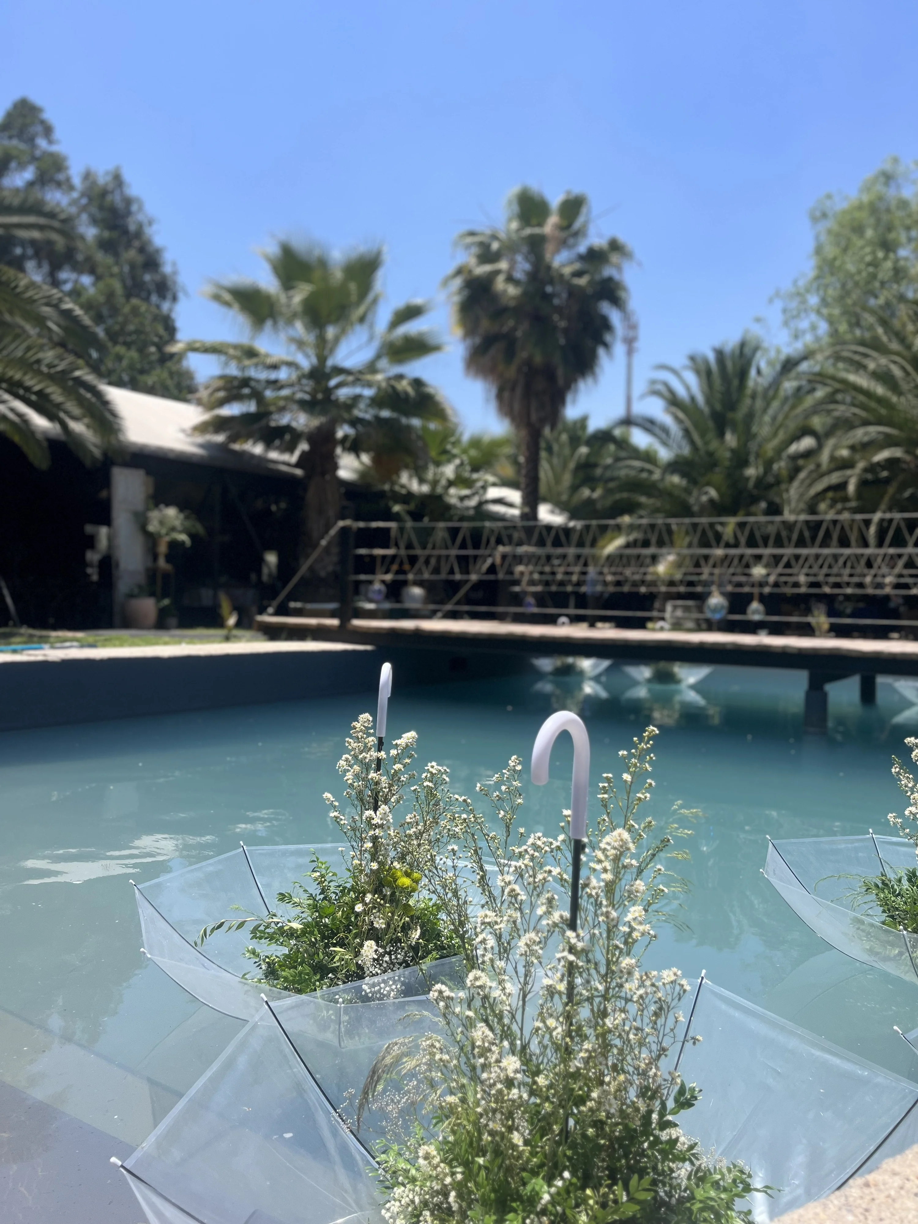 Chicureo P48 - Imagen 4