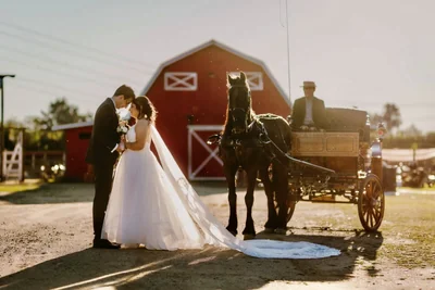 Crin caballos y servicios - Imagen 1