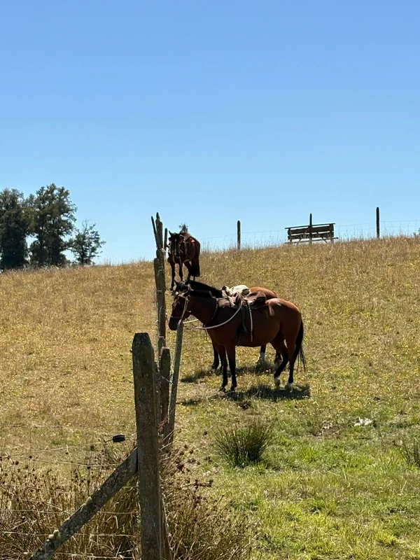 RANCHO PALO BLANCO